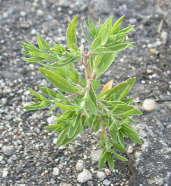 Bytel metlatý (Kochia scoparia) - BBCH 32