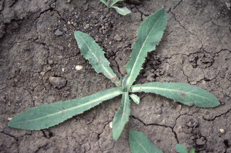 Mléč rolní (Sonchus arvensis) - BBCH 16
