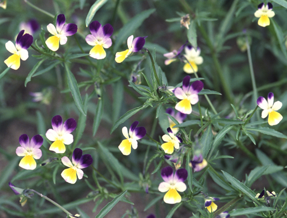 Violka trojbarevná (Viola tricolor) - BBCH 65