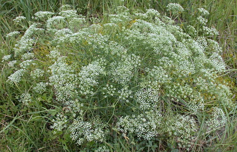 Longleaf (Falcaria vulgaris) - BBCH 65